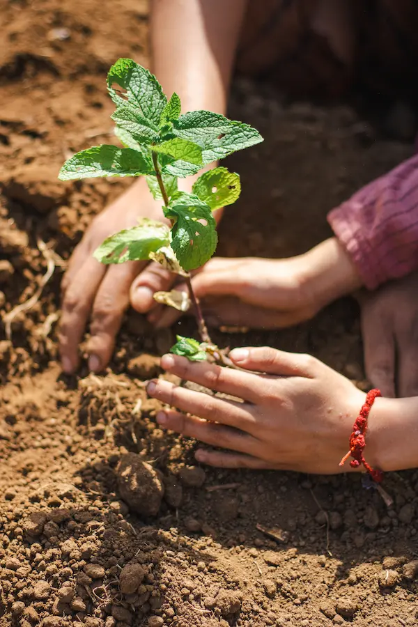 ecologia_plantacion